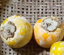 谁说只有老外的写实牛？