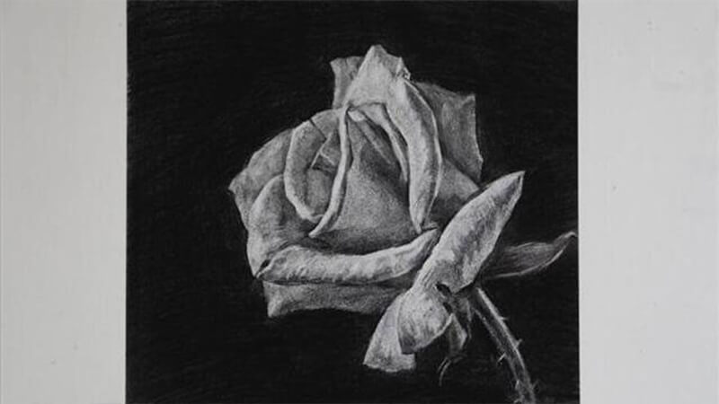 郑州画室丨素描玫瑰花的简单步骤和技巧