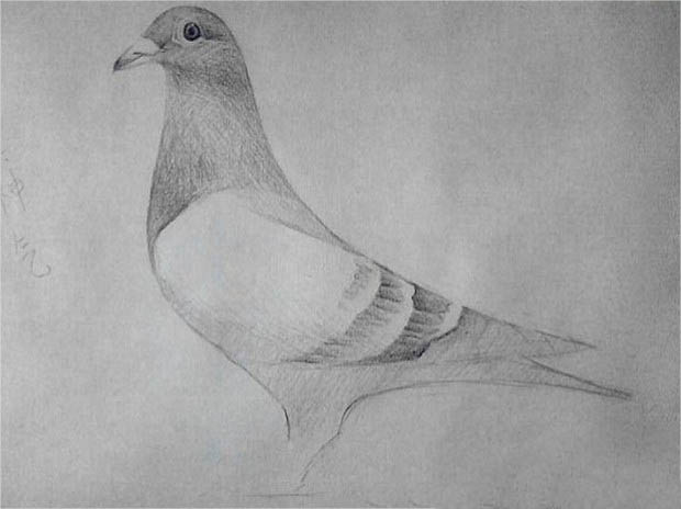 郑州画室丨笑笑美术兵团——如何素描鸽子？