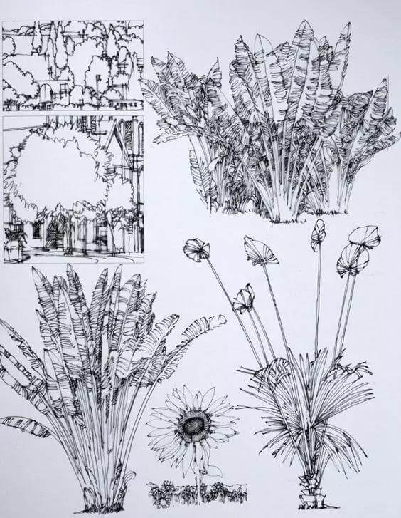 植物是风景速写中的重要组成部分