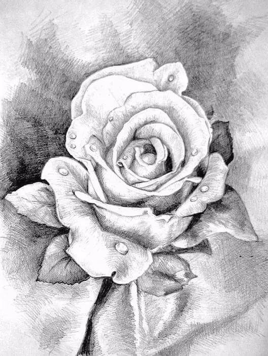 素描花卉质感的技巧 素描花卉质感的技巧