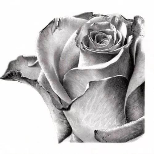 素描花卉质感的步骤 素描花卉质感的步骤