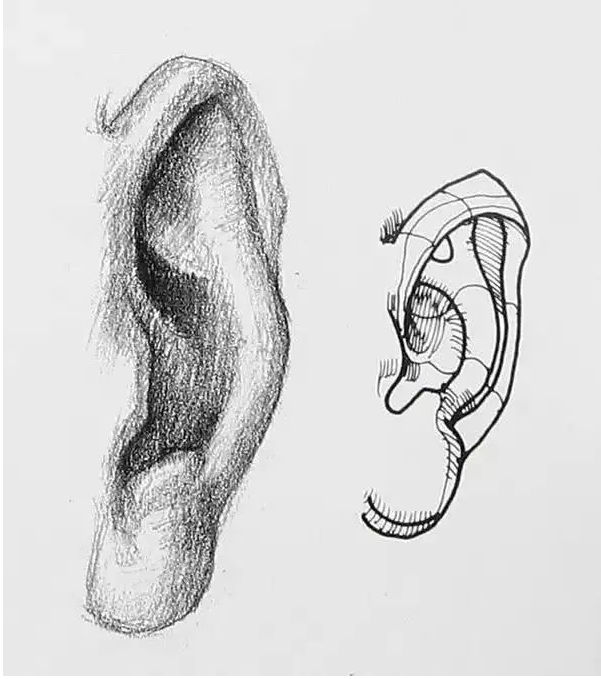 郑州美术培训画室:素描人物丨嘴巴、耳朵画法详解4